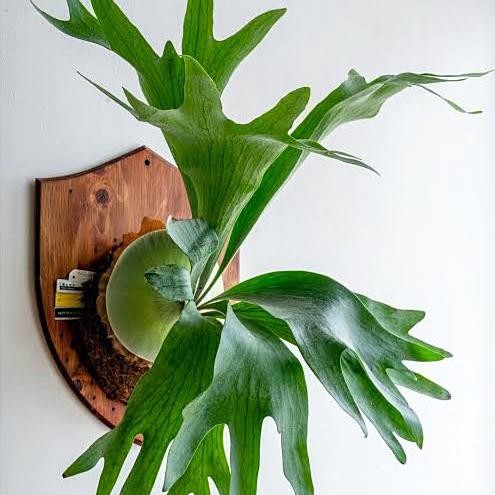 Tanaman Gantung Pakis Kadaka Tanduk Rusa Tanaman Hias Tanduk Rusa