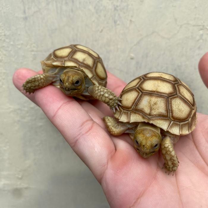 Kura kura Darat Sulcata 5 Cm - 6 Cm Grade A