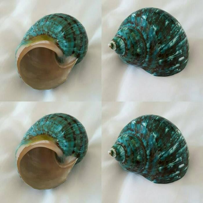 Seashell / Kulit kerang /wadah tillandsia Hijau