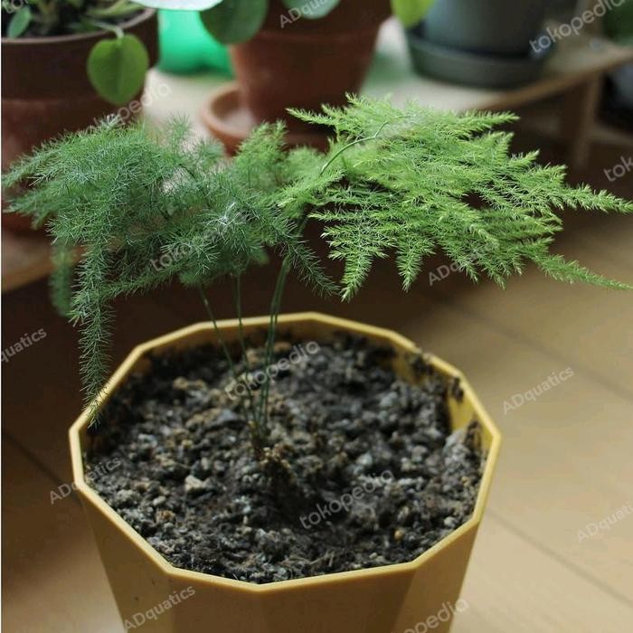 tanaman darat/paludarium asparagus bibit