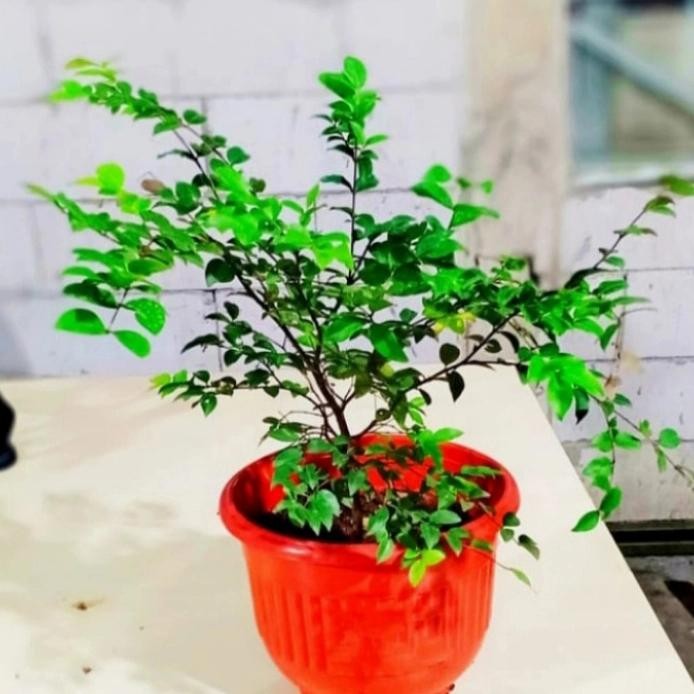 pohon anggur brazil bibit tanaman pohon anggur brazil