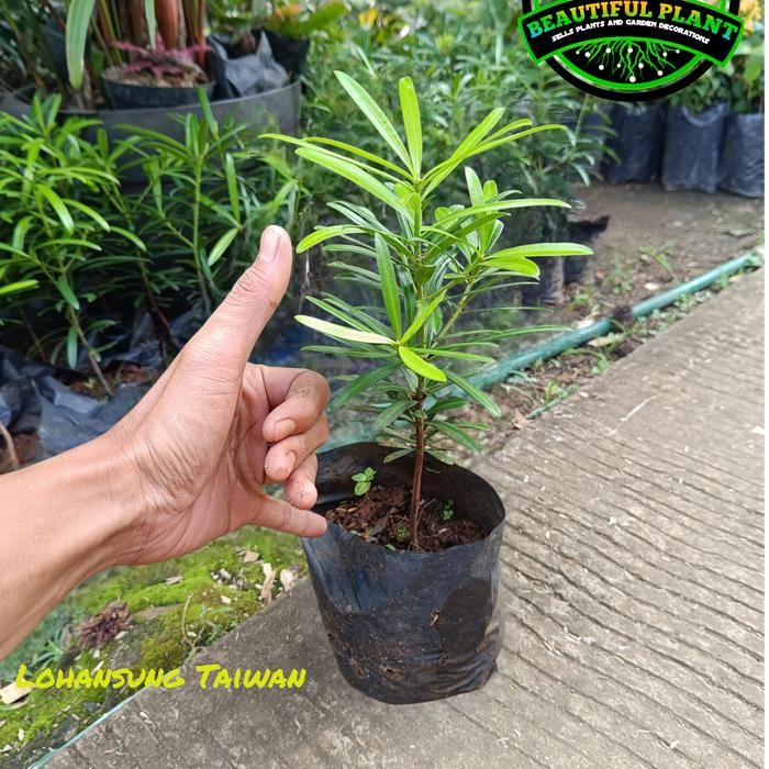 Bibit Tanaman Lohansung - Tanaman Lohansung Taiwan - Bonsai