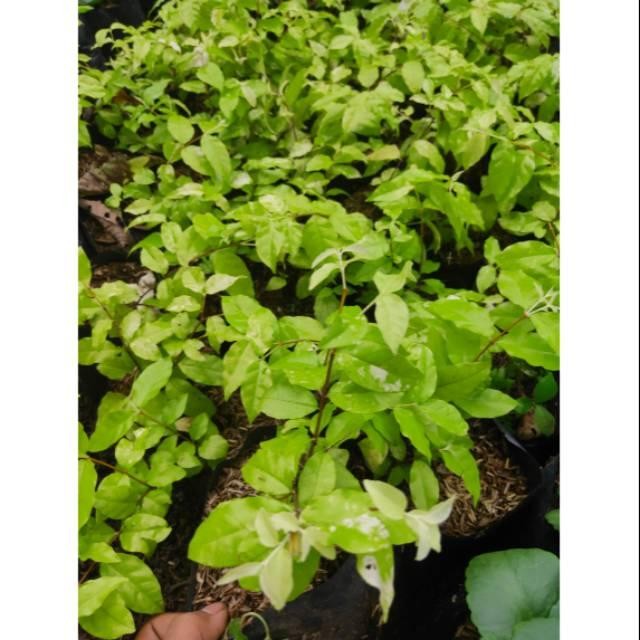 Bibit bonsai anting putri - bibit tanaman anting putri - anting putri