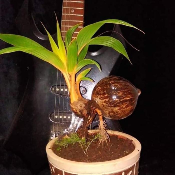 tanaman hias kelapa bonsai-pohon kelapa gading-kuning-kerdil