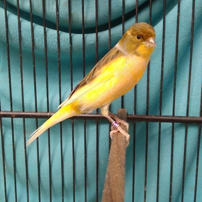 Burung kenari f1 ys gacor body mantap