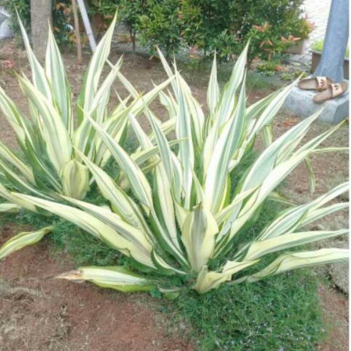 Tanaman hias agave putih varigata // tanaman hias agave