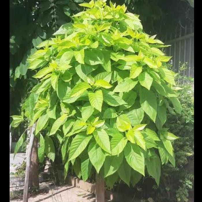 tanaman hias bibit pohon pisonia Alba/kol banda