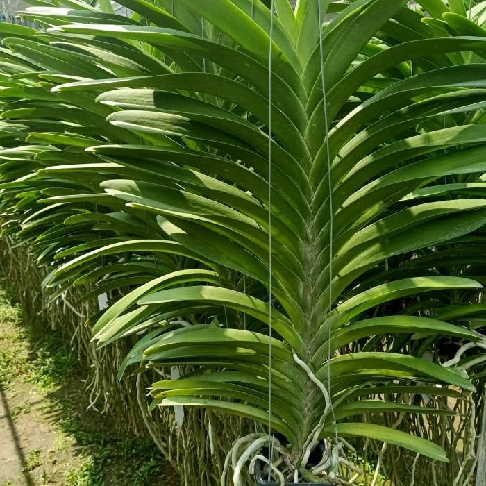 Anggrek Vanda Jumbo Besar
