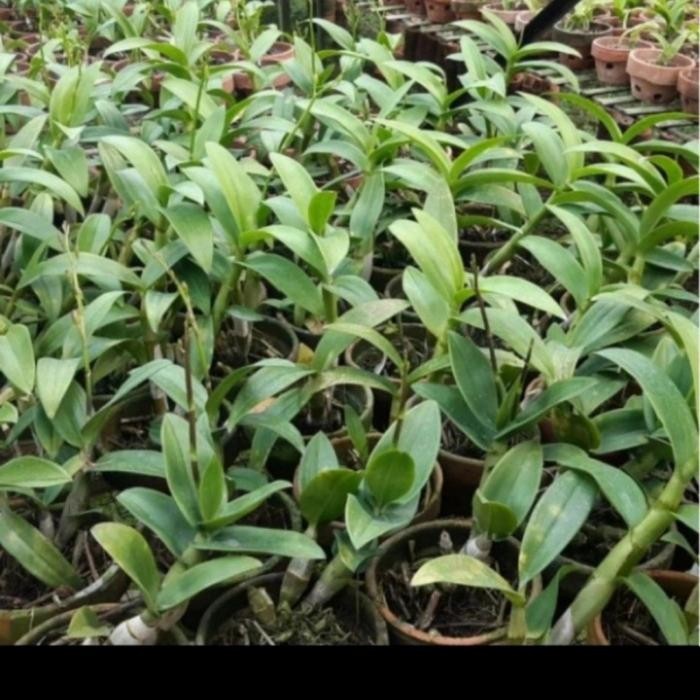 0Anggrek Dendrobium Keriting Stratiotes sudah spike