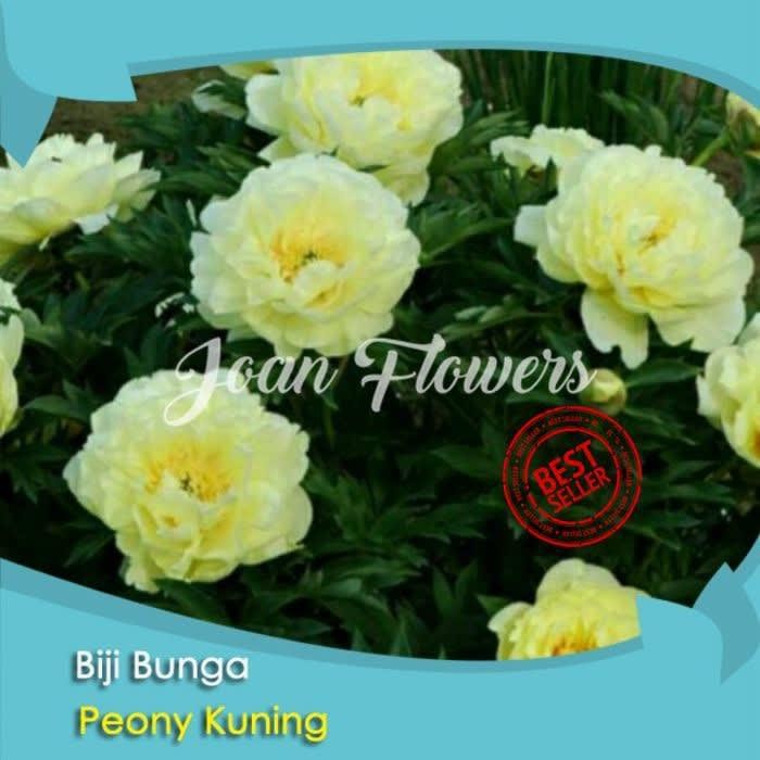 Bibit Tanaman Bunga Peony Kuning Yellow Peony Benih Bibi weglpe 6571bc