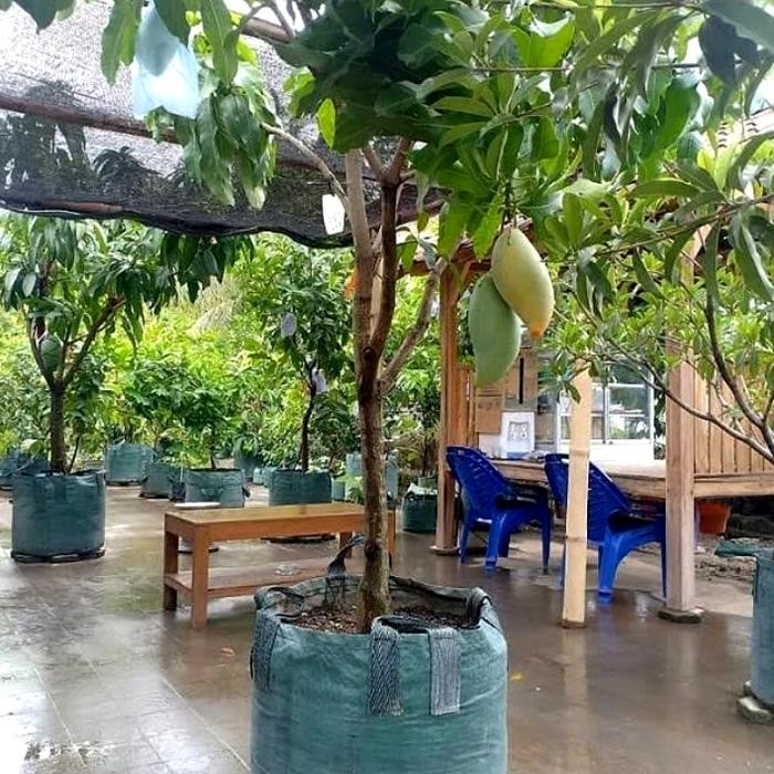 BIBIT TANAMAN BUAH MANGGA MAHATIR BERBUAH BERBUNGA