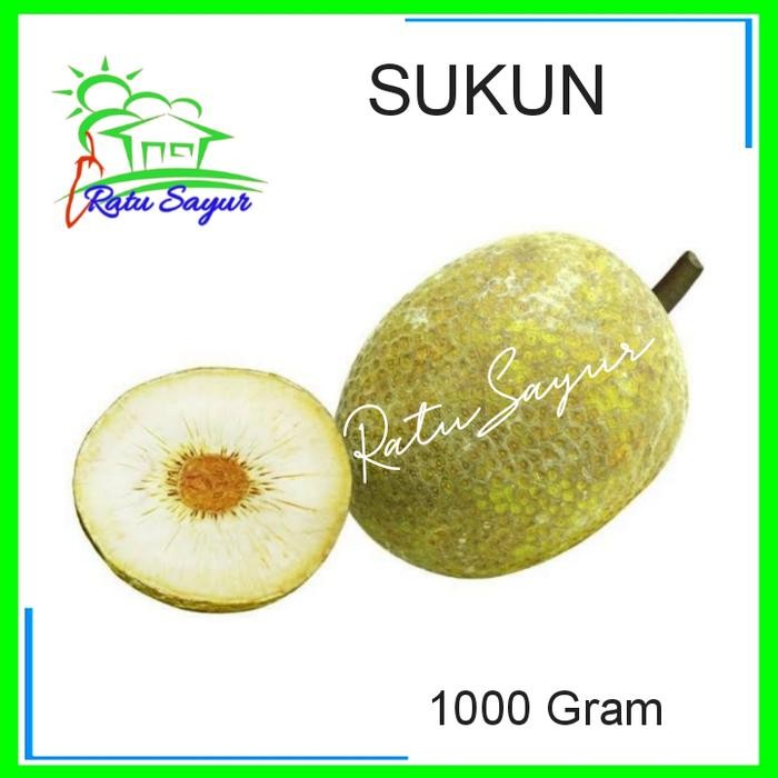 

sukun/ratu sayur/cikeas