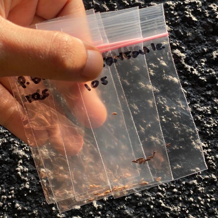 Seeds Pachypodium Brevicaule
