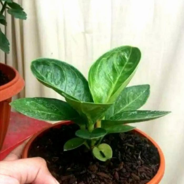 TANAMAN HIAS ANTHURIUM JEMANI MANGKOK REMAJA
