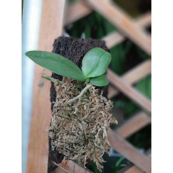 Anggrek Phalaenopsis Gigantea Seedling Anggrek Phalaenopis Anggrek