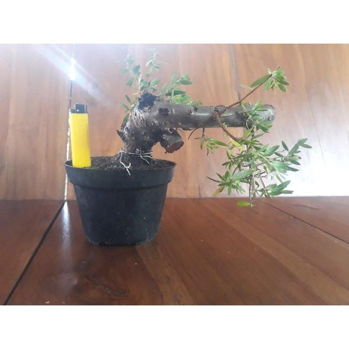 BIBIT SANTIGI. bahan bonsai santigi super prospek