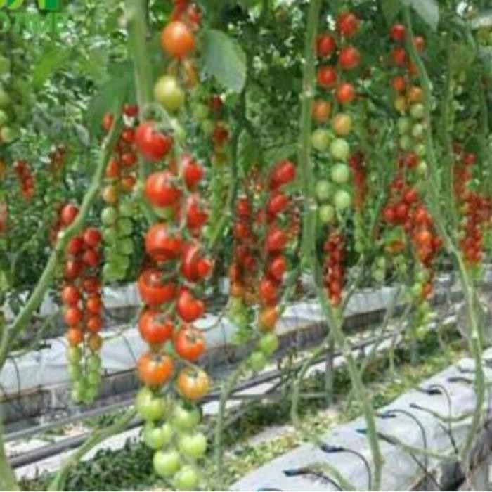 benih tomat cherry aruru rz repacking isi 5 seeds teydku 5455xl