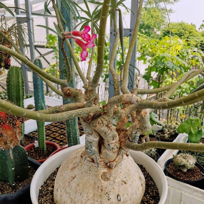 adenium somalense v nova tanzania