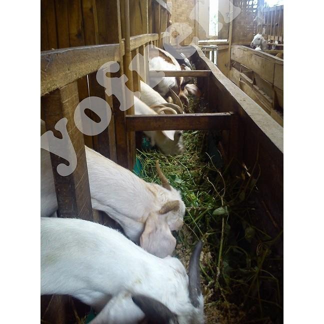 

(Expert) Susu Kambing Etawa Kemasan Plastik 1 Liter (Fresh/Segar/Cair)
