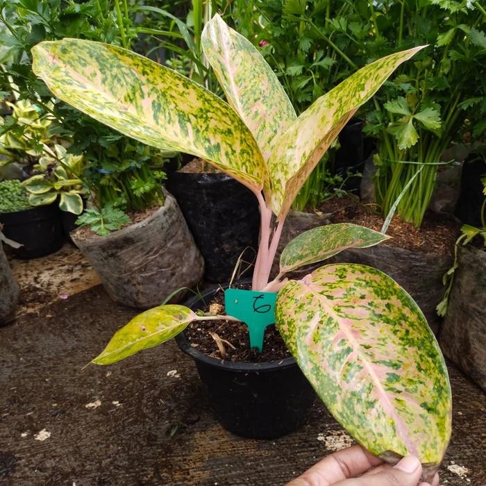 Tanaman Hias Pohon Aglonema Big Roy, Bunga Aglonema Big Roy,Foto Asli