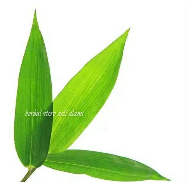 

satu lembar Daun Bambu Segar Pilihan herbal