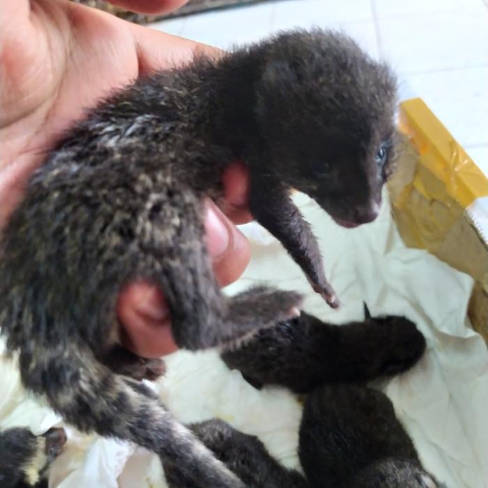 musang rase baby promo