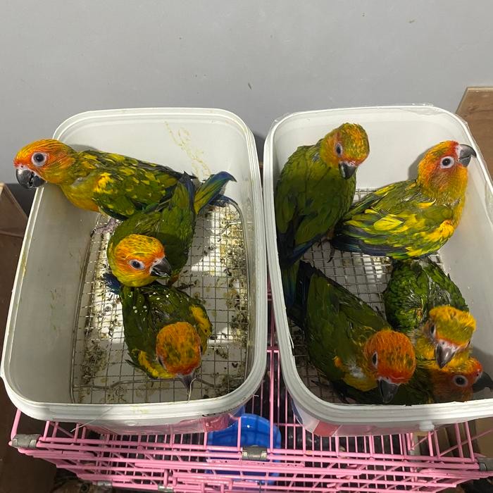Burung Sunconure / Sunconure Baby Lolohan