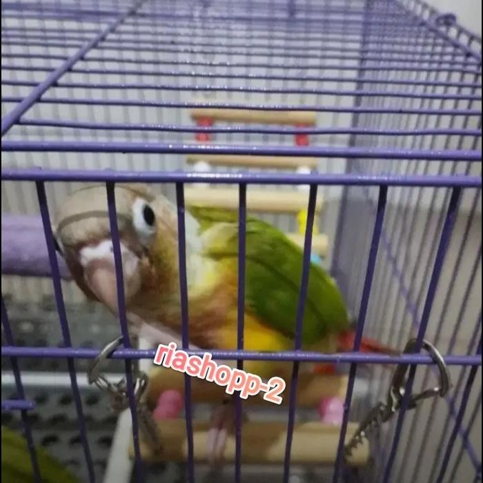 burung pineapple conure mewah istimewa
