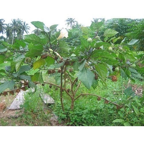 

satu pcs Daun Kecubung Segar