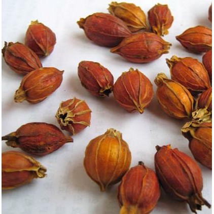 

1Kg 1 Kg Shan Zhi Zi Fructus Gardenia Cape Jasmine Fruit