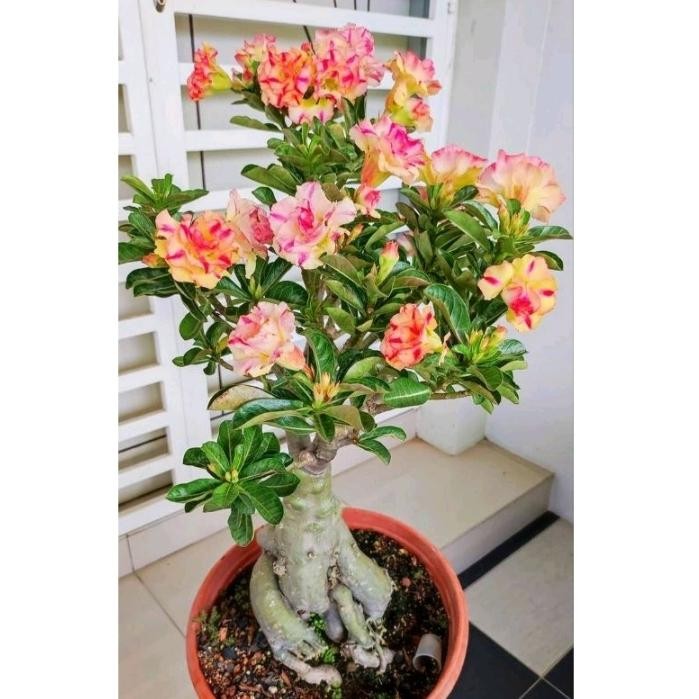 ORIGINAL TAAN S KAMBOJA ADENIUM BUNGA TUMPUK READY STOCK