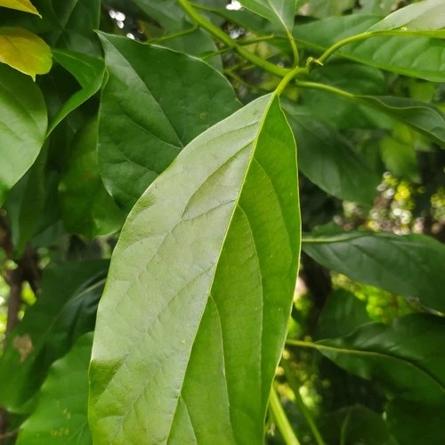 

satu lembar daun alpukat segar obat herbal