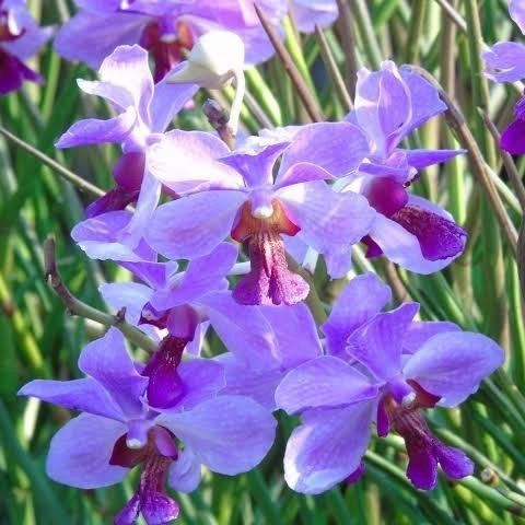 TERMURAH Paket Anggrek Vanda Tanah Douglas Anggrek Pensil Kondisi dewasa READY STOCK