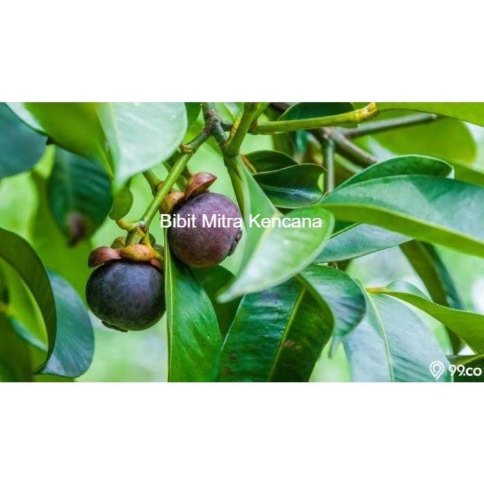 ASLI Bibit Manggis Hasil Cangkok Cepat Berbuah READY STOCK