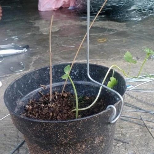 PREMIUM kawat penyangga tanaman anggrek