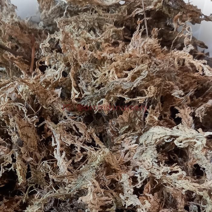 Mode Vintage Moss Import Premium Quality / Sphagnum Moss Import / Lumut Kering Media Tanam - 100 Gr