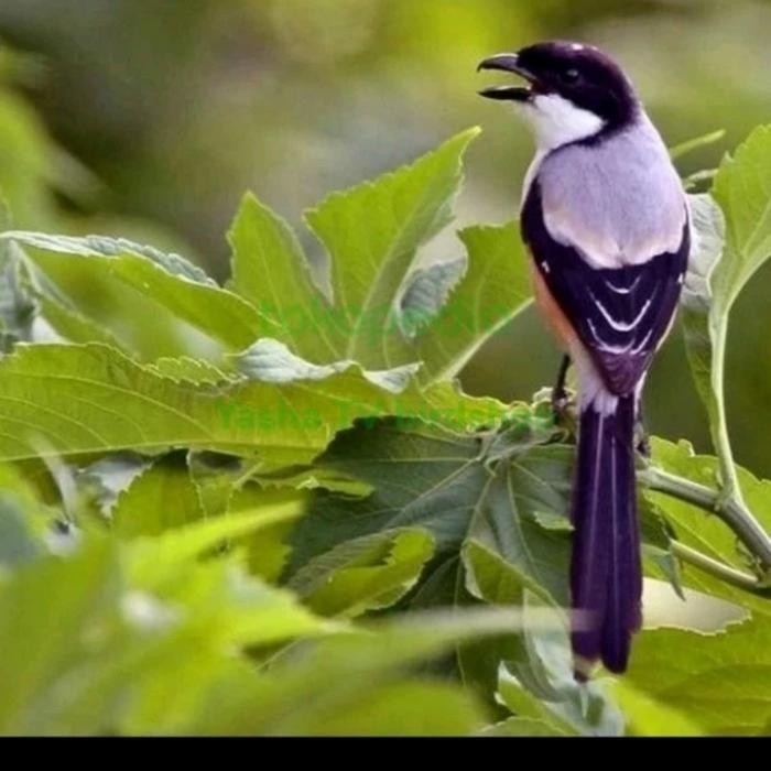 TERMURAH Burung Pentet ra Blangkon READY STOCK