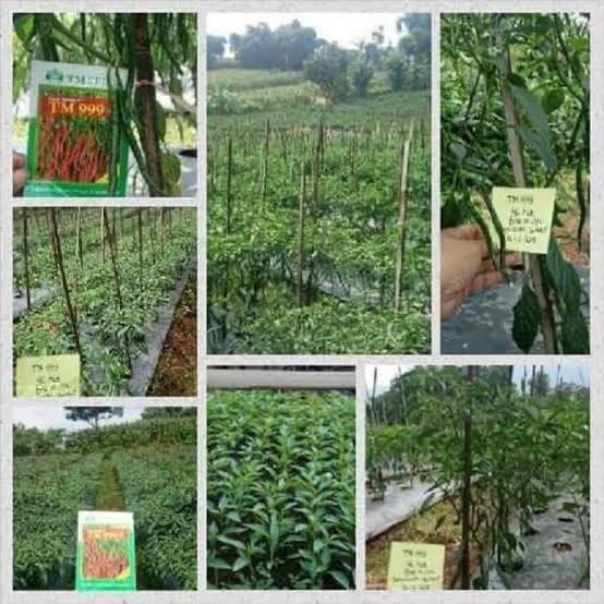 BENIH CABE KERITING TM THUNDER 99