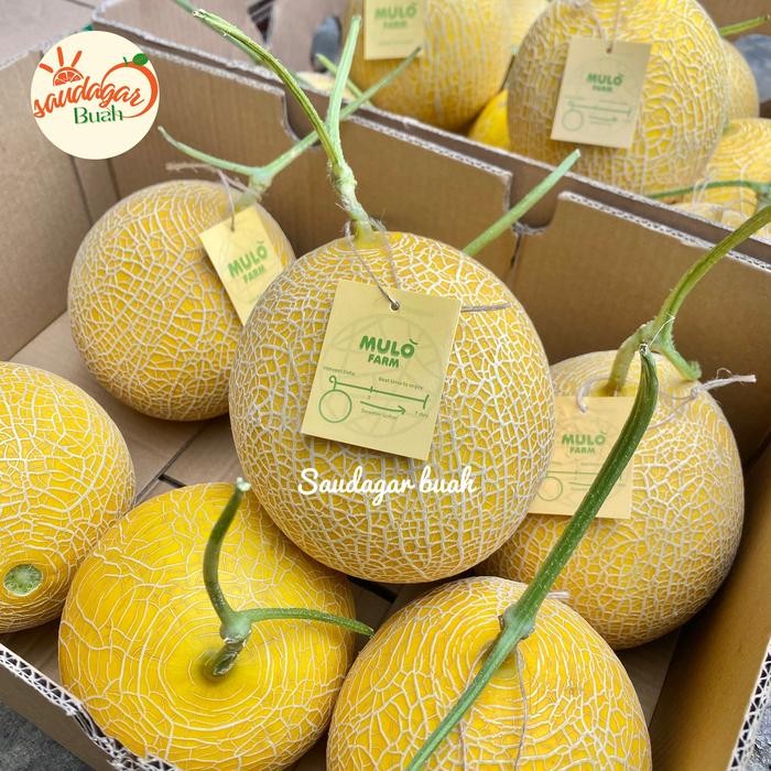 

DISKON BUAH MELON INTHANON BRIGT MANIS JUICY FRESH READY STOCK