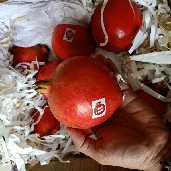 

ASLI Delima READY STOCK