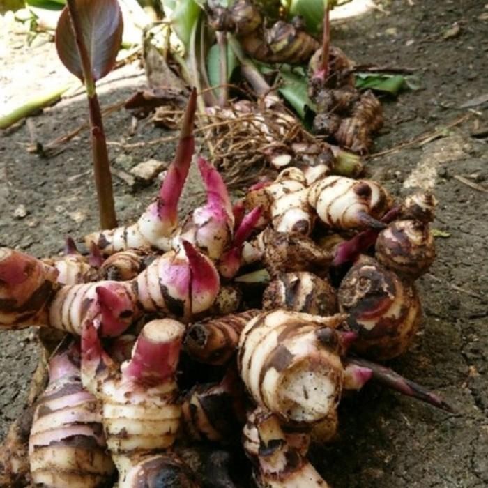 

(Allthebest) 1kg ganyong merah segar