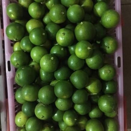 

TERLARIS JERUK SONKIT 1KG / JERUK KASTURI / JERUK KUNCI / LEMON CUI READY STOCK