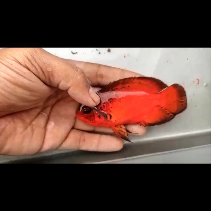 OSCAR RED PARIS BLACK IMPOR THAILAND 10-12CM