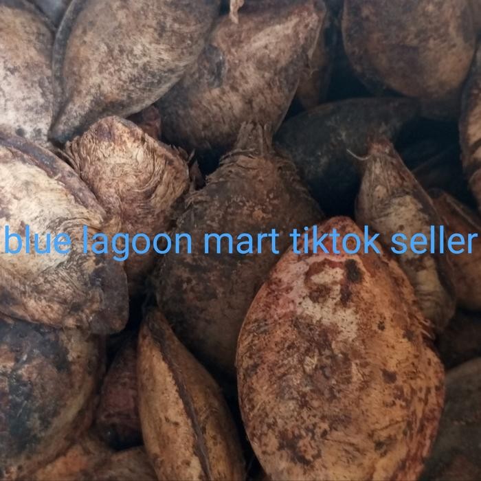 

Biji Ketapang Kering Untuk Pakan Burung 10 Kg Pasti Ori