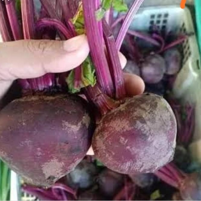 

ASLI buah beet root bit root 1kg READY STOCK
