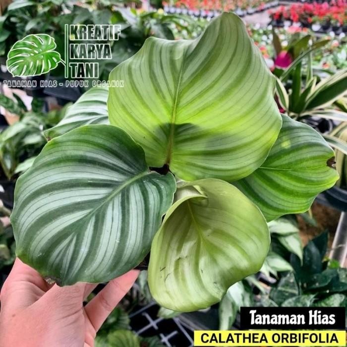 Tanaman Hias Calathea Orbifolia - Calathea Orbifolia Orbi