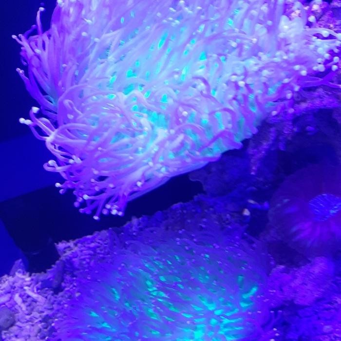 Coral Anemon Piring Size L