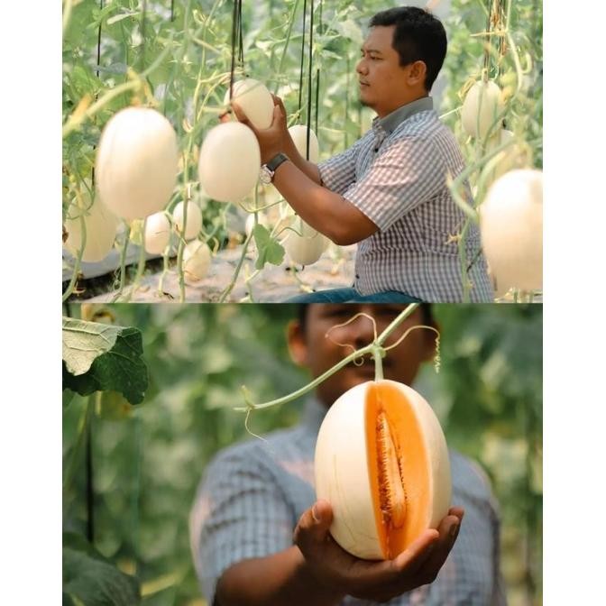 Benih Melon Kirani F1 Eksklusif Tunas Agro Urban Farming Small Pack