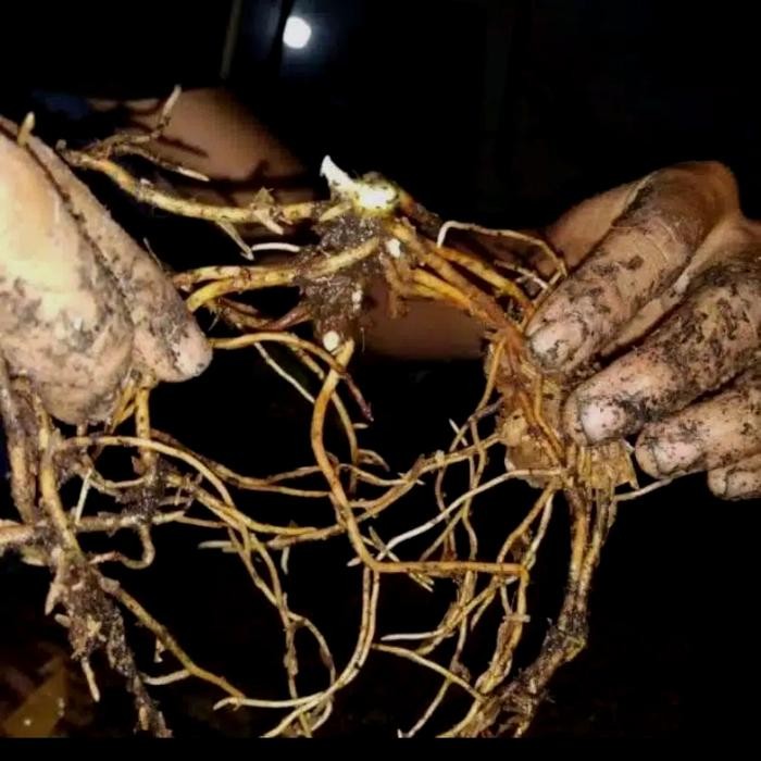 BONGGOL Aglonema Pictum Tricolor