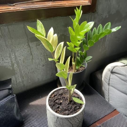 zamia variegata - zz var